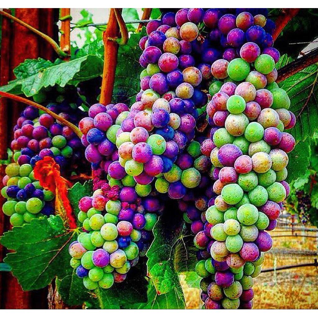 Rainbow Grapes Flavor (0.5L)